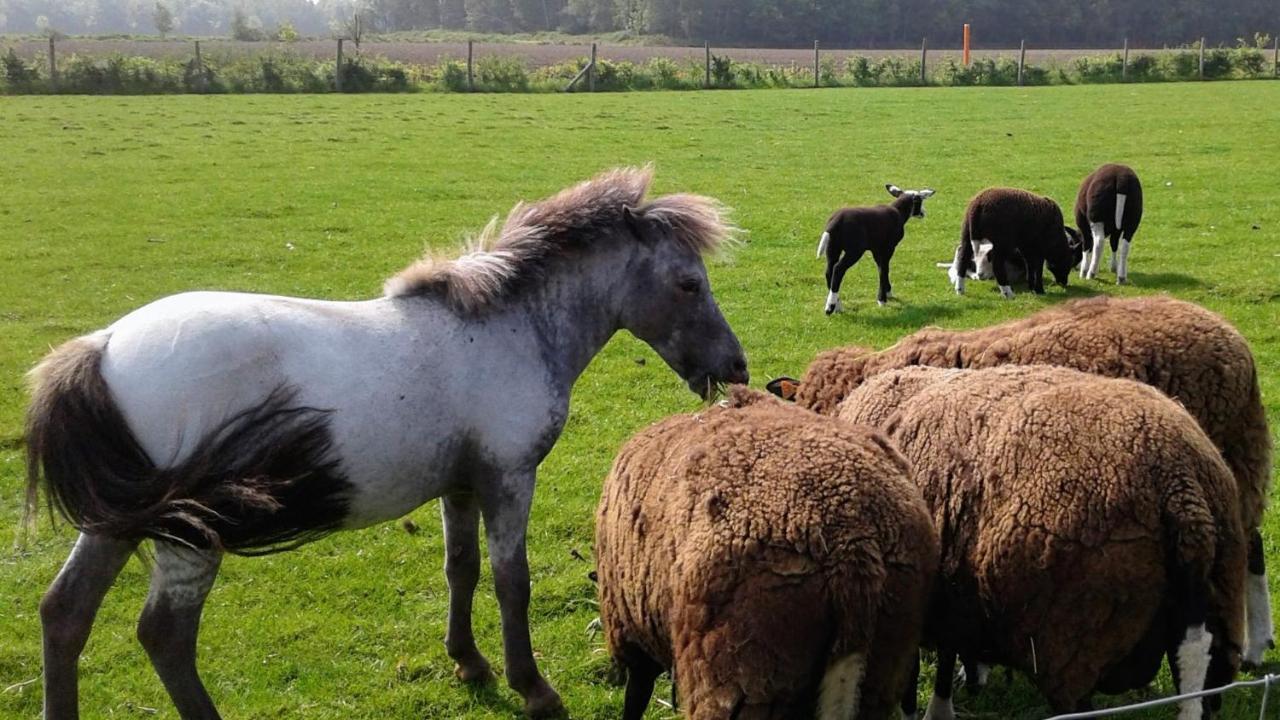 B & B Victors Hof, Met Zwemvijver In Landelijke Setting Lievegem エクステリア 写真