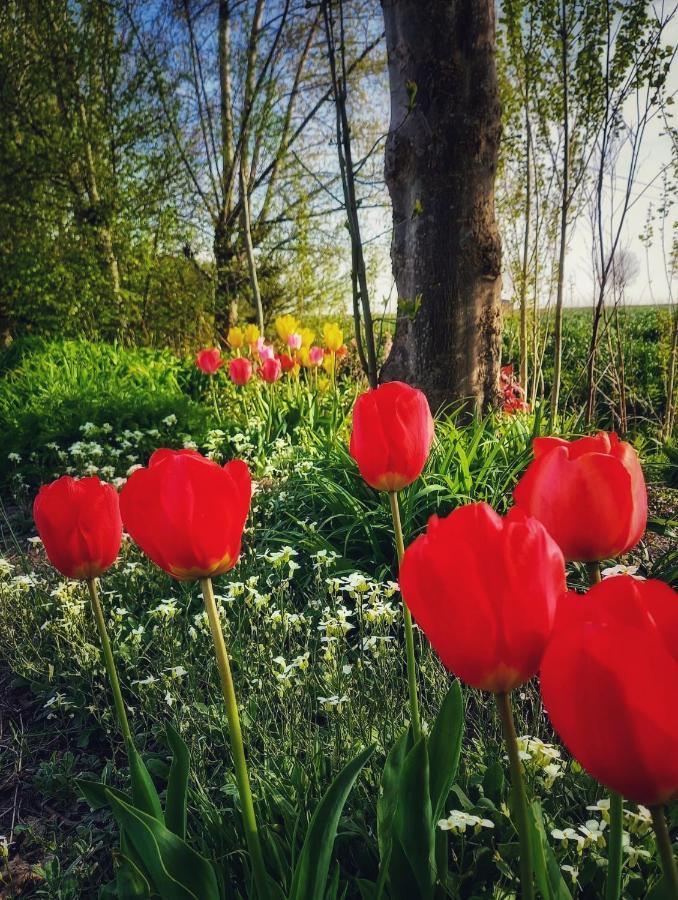 B & B Victors Hof, Met Zwemvijver In Landelijke Setting Lievegem エクステリア 写真